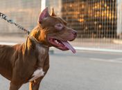 Pitbull em surto ataca idosa e mulher dentro de residência em Maceió