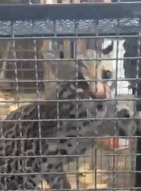 Vídeo: jaguatirica é resgata pela PM após entrar em residência, em Penedo