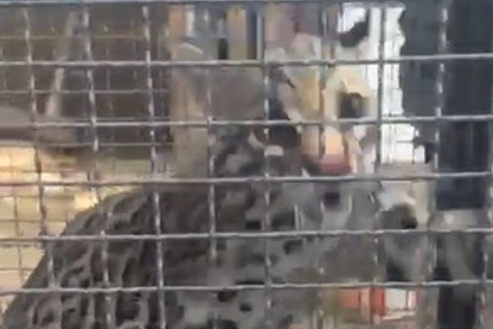 Vídeo: jaguatirica é resgata pela PM após entrar em residência, em Penedo