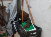 Animal estava dentro de uma caixa com ferramentas.