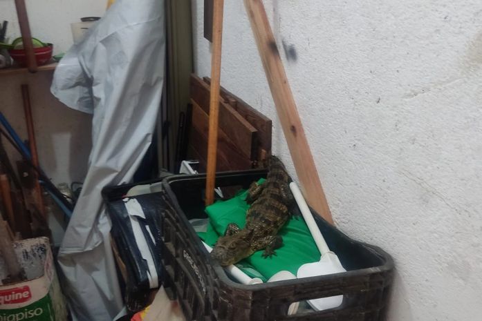 Animal estava dentro de uma caixa com ferramentas.