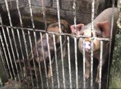 Proprietária de pocilga clandestina é autuada em Maceió