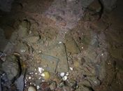 Grande quantidade de vermes foram encontrados na água 