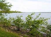 Projeto Aflora Mangue conclui plantio na área do Flexal às margens da Lagoa Mundaú