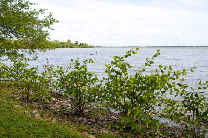 Projeto Aflora Mangue conclui plantio na área do Flexal às margens da Lagoa Mundaú