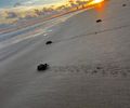 Maceió registra nascimento de tartarugas; saiba o que fazer se encontrar ninho na praia