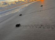 Maceió registra nascimento de tartarugas; saiba o que fazer se encontrar ninho na praia