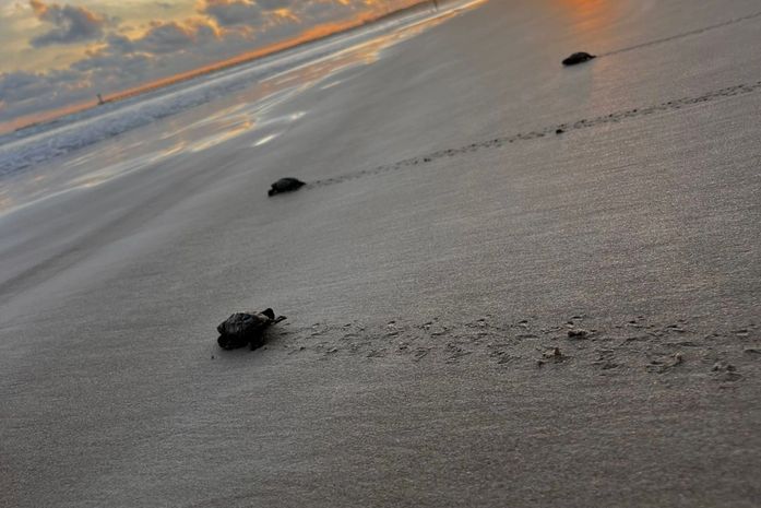 Maceió registra nascimento de tartarugas; saiba o que fazer se encontrar ninho na praia