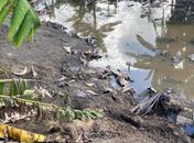 Carcaças no rio e efluentes sem tratamento: operação flagra irregularidades em abatedouro