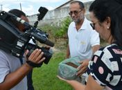 Crotalária é uma planta que combate o mosquito Aedes Aegypti