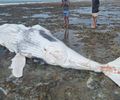Filhote de baleia é encontrado morto em praia do Litoral Sul de AL