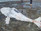 Filhote de baleia é encontrado morto encalhado
com marcas de mordida de tubarão em praia de AL