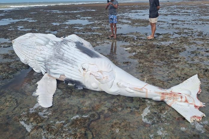 Filhote de baleia é encontrado morto encalhado
com marcas de mordida de tubarão em praia de AL