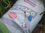 Sementes encontradas em terreno