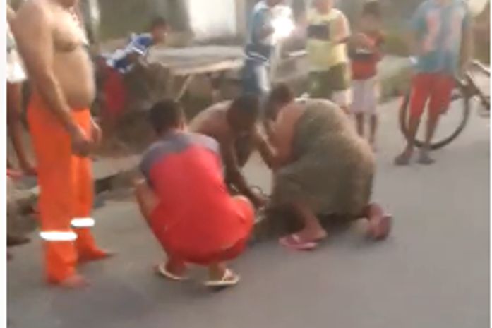 Moradores renderam o animal e acionaram o Batalhão de Polícia Ambiental (BPA), que fez a captura.