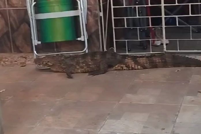Jacaré invade residência, assusta moradores e é capturado pelos Bombeiros em Palmeira dos Índios