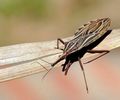Anvisa aprova medicamento para tratar doença de Chagas em crianças