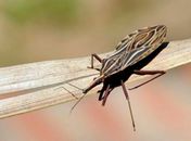 Anvisa aprova medicamento para tratar doença de Chagas em crianças