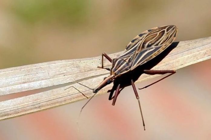 Anvisa aprova medicamento para tratar doença de Chagas em crianças