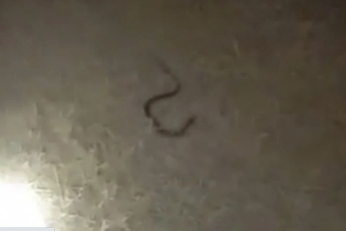 Aumento da vazão do Velho Chico, provoca aparecimento de cobras na "Prainha" em Penedo