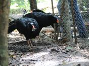 Soltura da ave, considerada extinta em seu ambiente natural, faz parte de um projeto inédito que reúne entidades e pesquisadores da fauna silvestre.