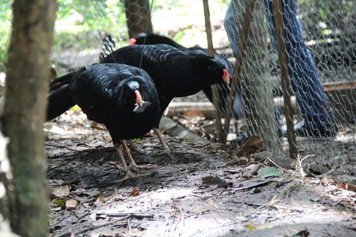 Soltura da ave, considerada extinta em seu ambiente natural, faz parte de um projeto inédito que reúne entidades e pesquisadores da fauna silvestre.
