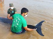 Golfinho é resgatado após encalhar em praia do município de Coruripe