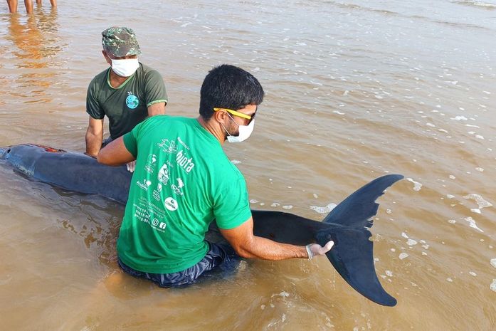 Golfinho é resgatado após encalhar em praia do município de Coruripe