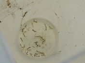 Dengue recua quase 40% em AL nas primeiras semanas de 2026, mas alerta permanece