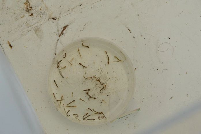 Dengue recua quase 40% em AL nas primeiras semanas de 2026, mas alerta permanece