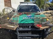 Armas são apreendidas e animais silvestres resgatados pela PM durante fiscalização no interior