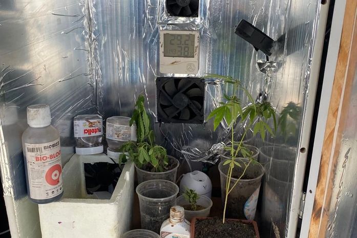 PM encontra residência com estufa de maconha, arma de fogo e adolescentes em situação de abandono