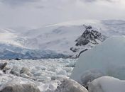 Península Antártica pode sofrer invasão de espécies, alerta pesquisa