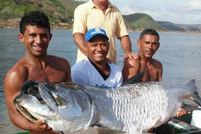 Pescadores capturam peixe gigante