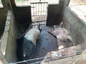 Vigilância Sanitária notifica pocilga clandestina em Maceió; animais devem ser retirados em 10 dias