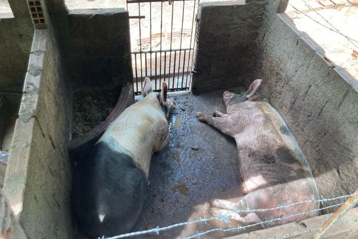 Vigilância Sanitária notifica pocilga clandestina em Maceió; animais devem ser retirados em 10 dias