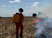Mais de 70 casos em 10 dias: Bombeiros registram aumento de 80% em queimadas florestais