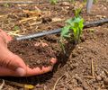 Alagoas lidera no Nordeste com a implantação do Plano de Agricultura de Baixo Carbono