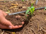 Alagoas lidera no Nordeste com a implantação do Plano de Agricultura de Baixo Carbono