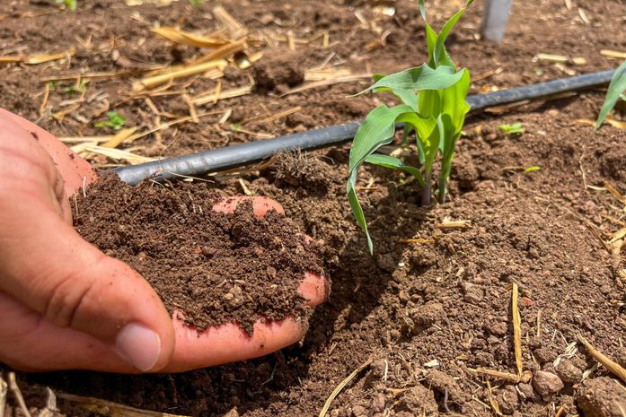 Alagoas lidera no Nordeste com a implantação do Plano de Agricultura de Baixo Carbono