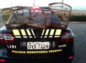 Animais silvestres eram transportados de forma irregular pela BR-101