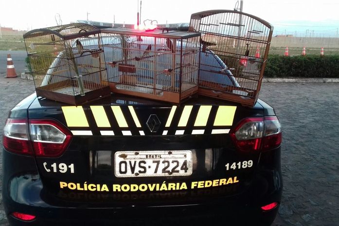 Animais silvestres eram transportados de forma irregular pela BR-101