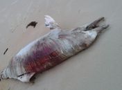 Não se sabe o que causou a morte do mamífero