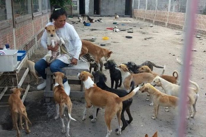 Centro de acolhimento de cães e gatos realiza mutirão para arrecadação de donativos
