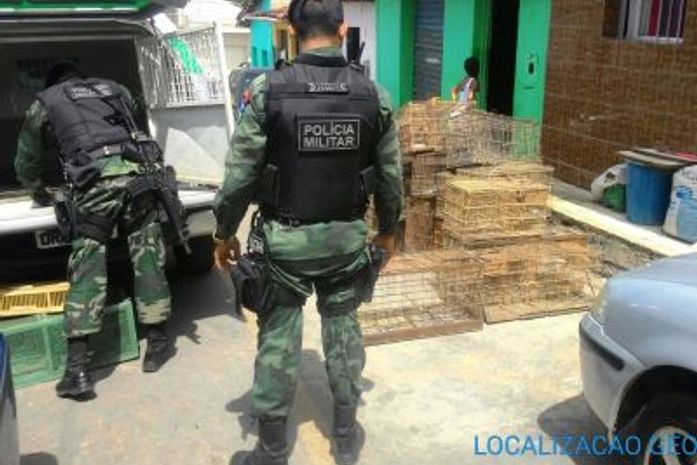 BPA resgata 48 aves silvestres durante fiscalização