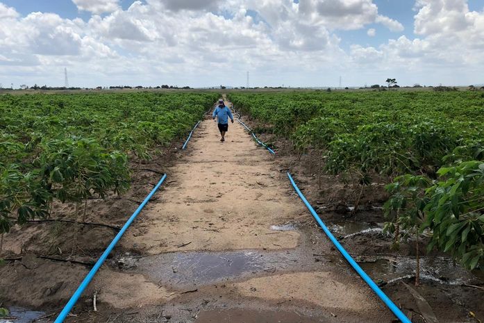 Agricultor de Arapiraca faz ligação clandestina para irrigar 30 tarefas de mandioca