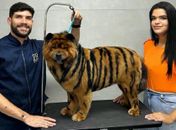 Alagoas registra crescimento de 71% em empresas voltadas para o mercado de animais domésticos