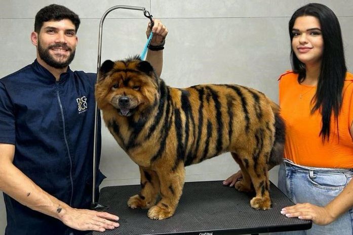 Alagoas registra crescimento de 71% em empresas voltadas para o mercado de animais domésticos