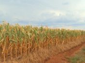 Monitor de Secas: Alagoas tem seca em 100% do território, apesar de redução na intensidade do fenômeno