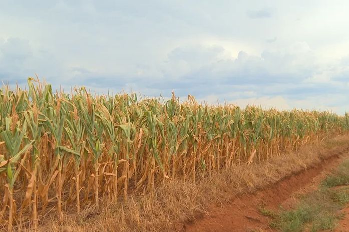 Monitor de Secas: Alagoas tem seca em 100% do território, apesar de redução na intensidade do fenômeno